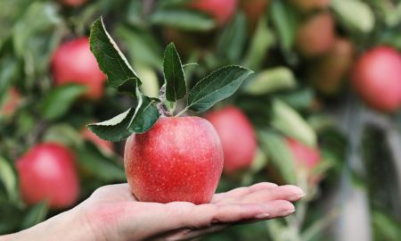 zašto je jabuka zdrava