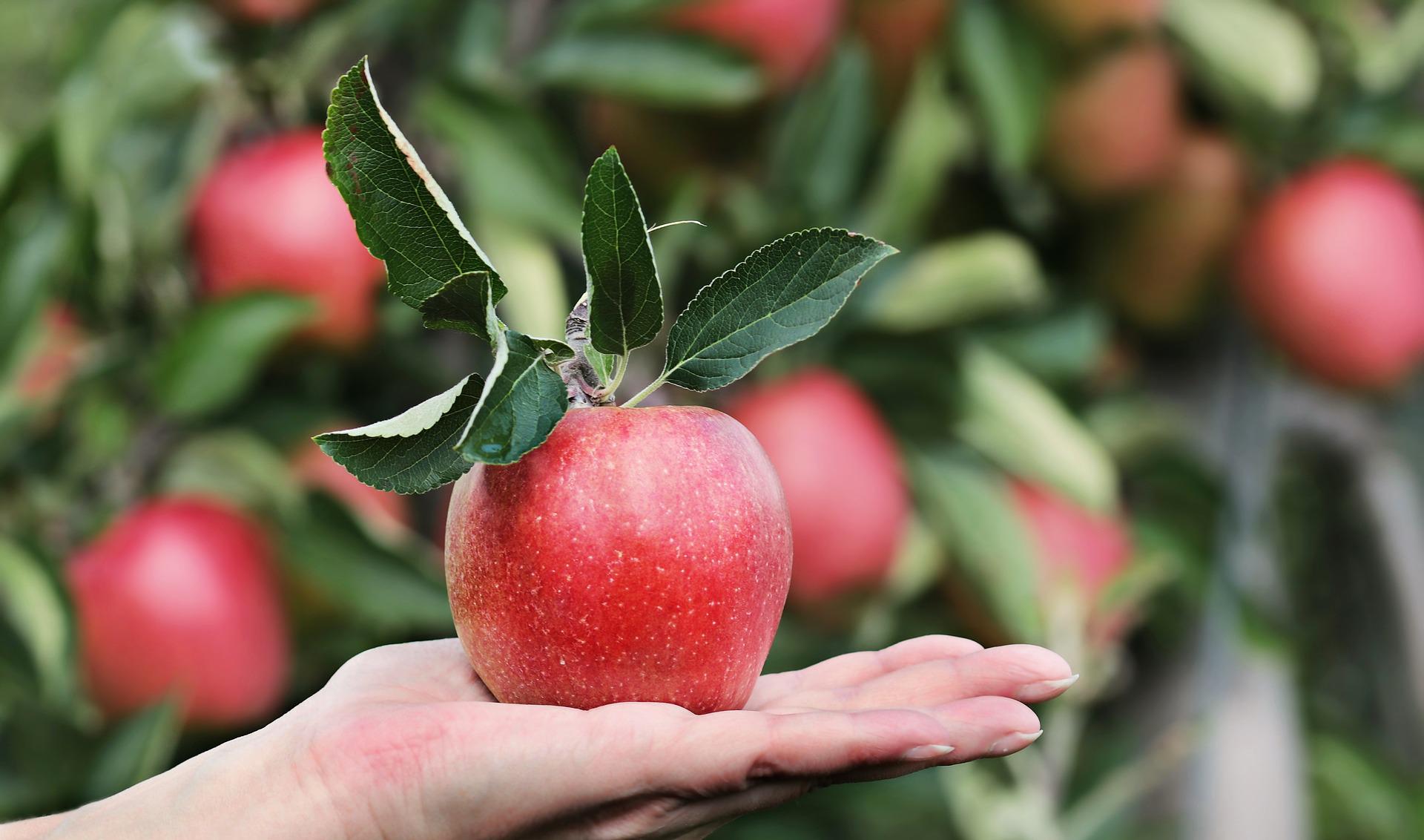 zašto je jabuka zdrava