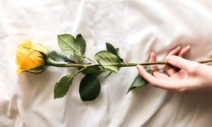 Žuta ruža: što predstavlja i koje je njezino značenje?