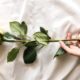 Žuta ruža: što predstavlja i koje je njezino značenje?