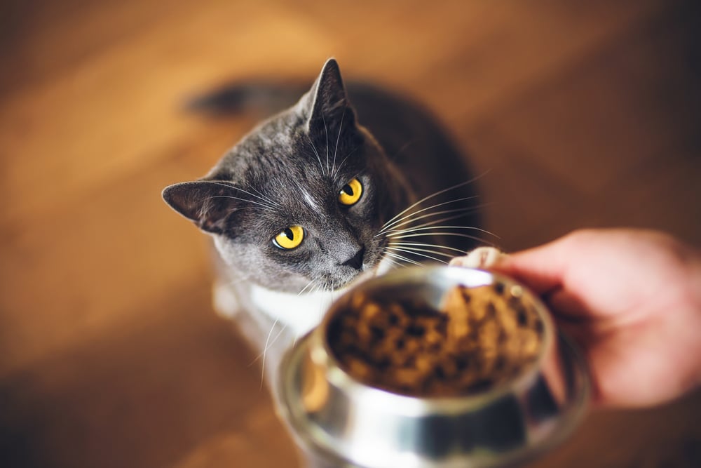 Mačka čeka hranu