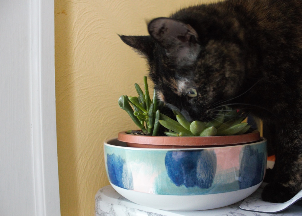 Mačka njuši biljku
