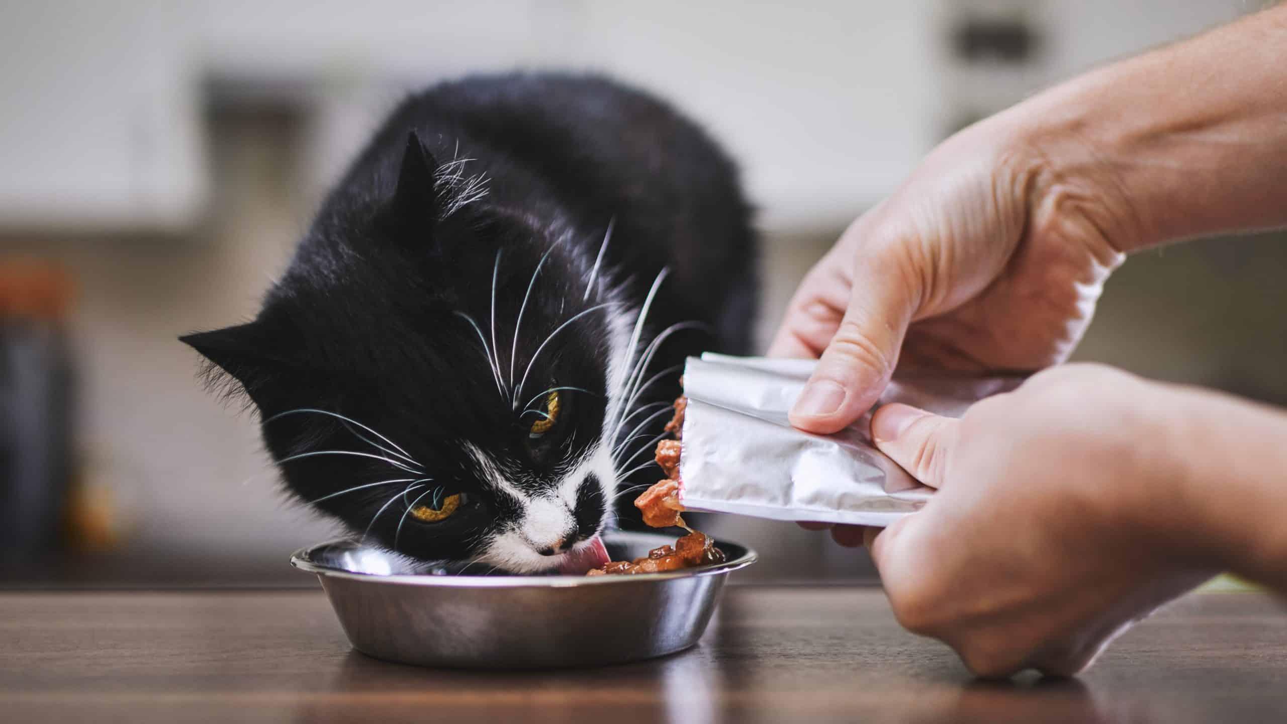 Zašto mačke zakopavaju hranu? 10 razloga i 10 rješenja