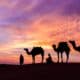 Povijesni vs. moderni nomadi: 20 najzanimljivijih činjenica