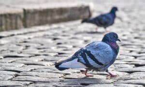 Kako otjerati golubove: 9 jednostavnih savjeta za vaš dom